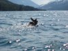swimming moose 017.jpg